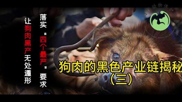 狗肉的黑色产业链揭秘(三#如果不爱请别伤害 )#拒绝吃狗肉 #关注流浪动物 #莆田市动物保护协会