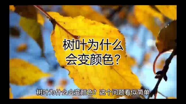 树叶为什么会变颜色?