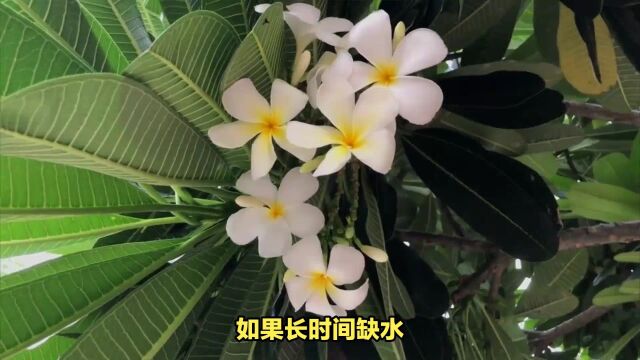 北方室内种的鸡蛋花,树干一直褶皱发软怎么办?