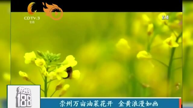 崇州万亩油菜花开,金黄浪漫如画