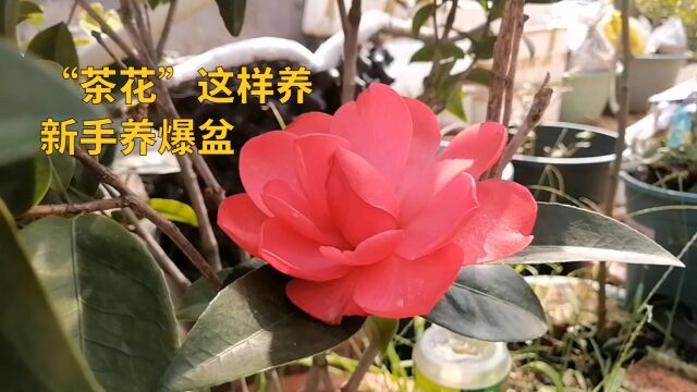 “茶花”这样养,新手养爆盆