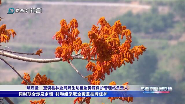 望谟已发现国家一级重点保护野生植物“广西火桐”50余株