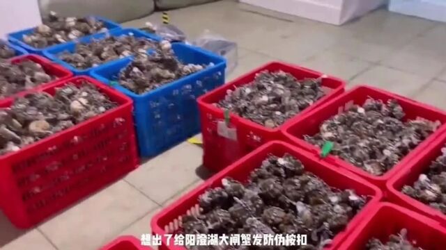 阳澄湖大闸蟹有一半是假的?背后“套路”竟然这么深,你知道吗?