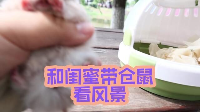 和闺蜜带仓鼠看风景 #仓鼠 #asmr助眠视频 #带仓鼠出去玩