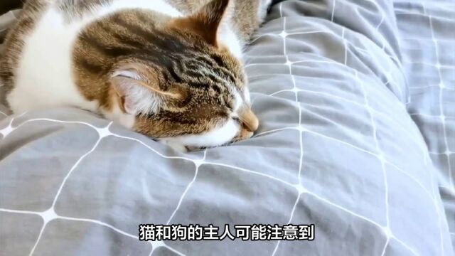 猫狗梦见什么?科学家已经知道答案