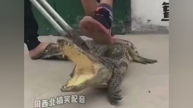 鳄鱼crocodile: