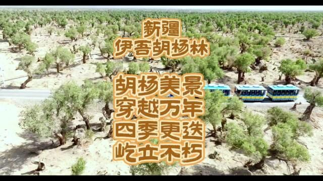 坚毅胡杨,一眼万年!怎么样现在起可以安排新疆之旅了#大漠胡杨林美景 #伊吾胡杨林 #新疆万年胡杨林