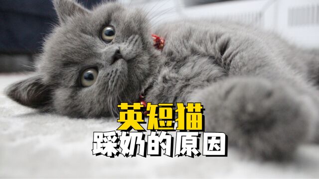 英短猫在你身上踩奶,主要是这几个原因!