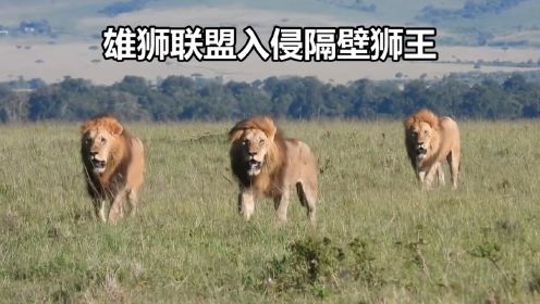 三只雄狮入侵领地，狮王为了保护成员，引诱对手追杀自己