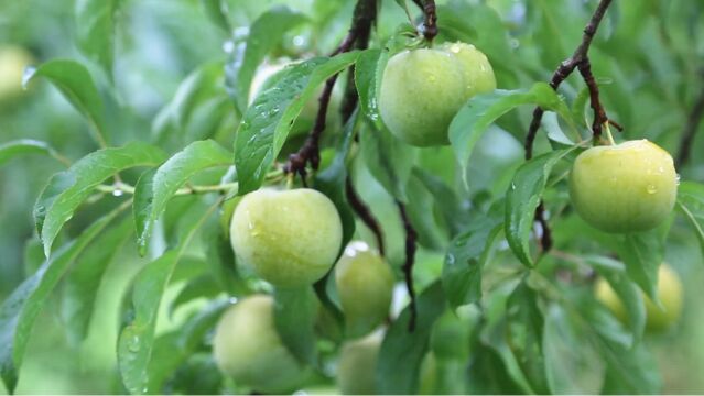 贵州平塘:蜂糖李抢“鲜”上市抢占端午市场