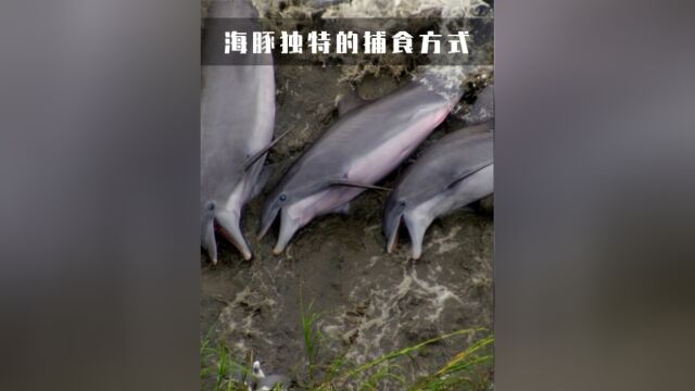 宽吻海豚独特的捕食方式 #海洋生物