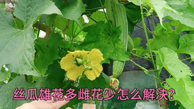 丝瓜不开雌花?给它施点这种肥,丝瓜开花多结果多不化瓜不坏果