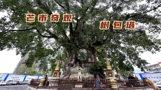 自驾云南,建好的佛塔里还能长出大榕树?芒市这个景点你来过吗