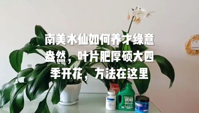 南美水仙如何养才绿意盎然,叶片肥厚硕大四季开花,方法在这里