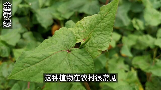 金荞麦,因其外形似荞麦,根茎金黄色而得名,也是一味药材