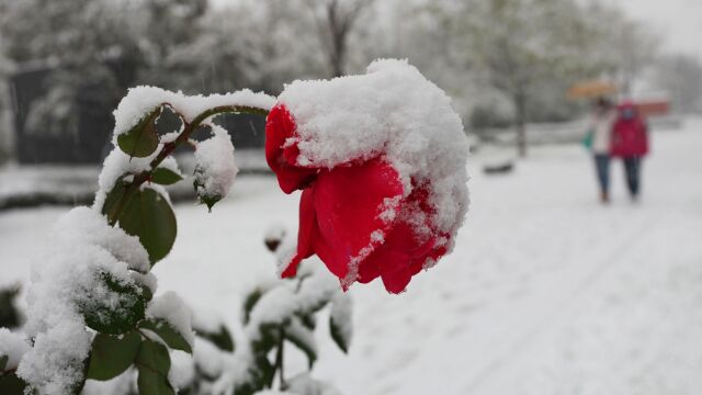 实拍双十一西安今冬首场雪:雪下得很大,秋冬之交的这场雪太美了