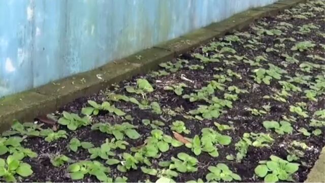 陕西濒危植物秦岭石蝴蝶大规模野外回归