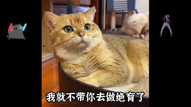 能听懂人话的猫咪