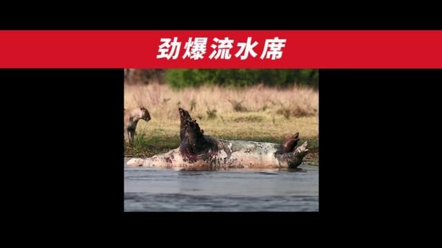 狮子们那会爆炸的“劲爆流水席”也是真的好家伙了~#妈呀太香了 #美食分享 #解压 #动物世界 #户外