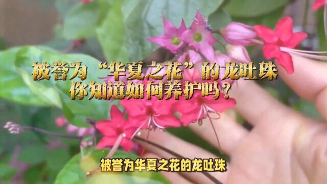 被誉为“华夏之花”的龙吐珠,你知道如何养护吗?