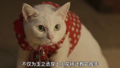 猫侍2：最美哈基咪！选秀冠军花落谁（5）