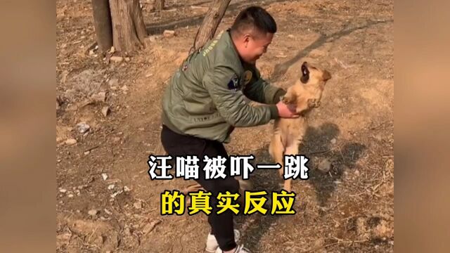 汪喵被吓一跳的反应:猫咪直接原地起飞,实在太损了!