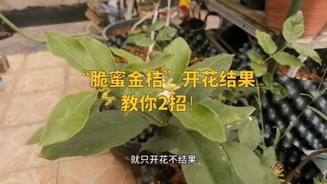 “脆蜜金桔”开花结果,教你2招!