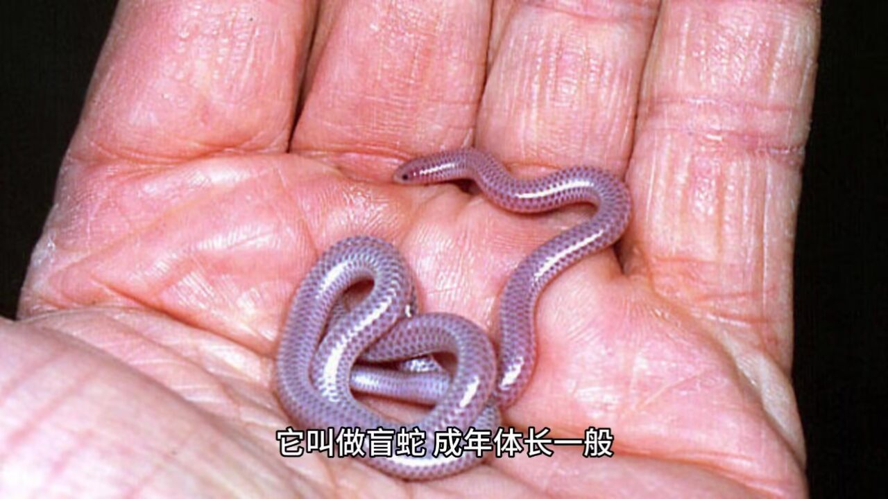 盲蛇:世界上最小的蛇