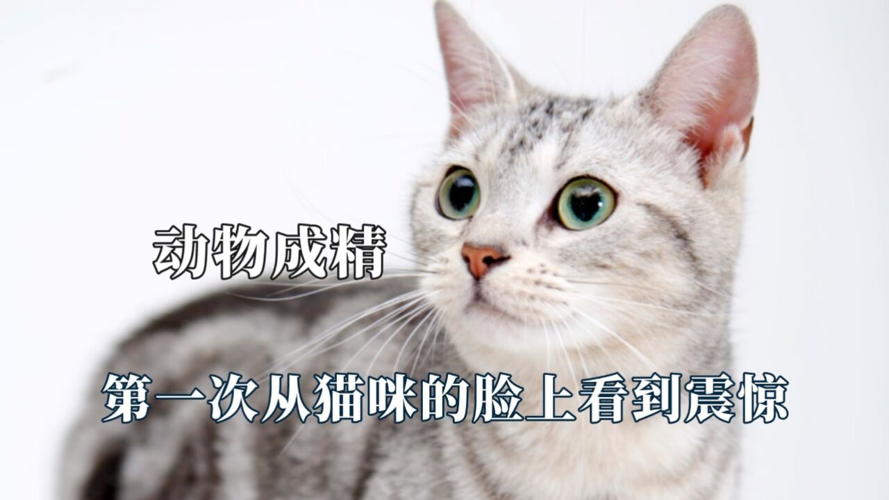 建国后不许动物成精,第一次见猫咪脸上的震惊,狗子心虚不像假的_高清1080P在线观看平台_腾讯视频