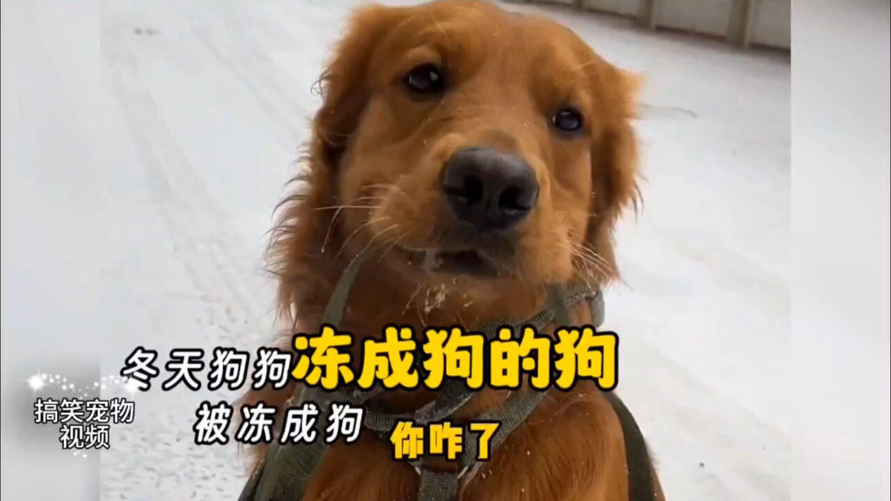盘点冻成狗的狗,原来冻成狗是个形容词