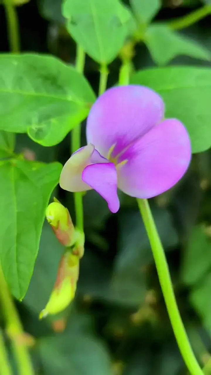 静看花开花落 #你若盛开蝴蝶自来 #赏花听音乐 #我的花花如此的美