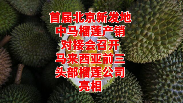 北京新发地中马榴莲产销对接会召开,马来西亚三大榴莲公司亮相