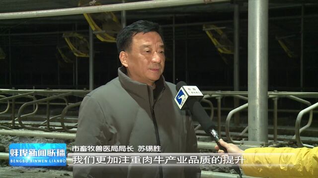 固镇:首批安格斯母牛入驻扩繁基地 推动肉牛养殖产业提质增效