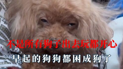 不是所有狗子出去玩都开心,早起的狗困成狗了,站着烫脚坐着烫腚_高清1080P在线观看平台_腾讯视频