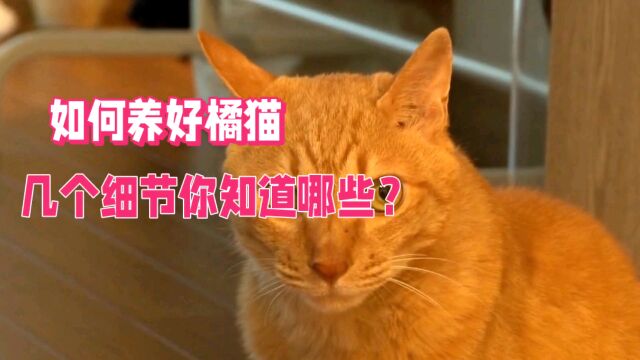 如何养好橘猫几个小细节你知道哪些?