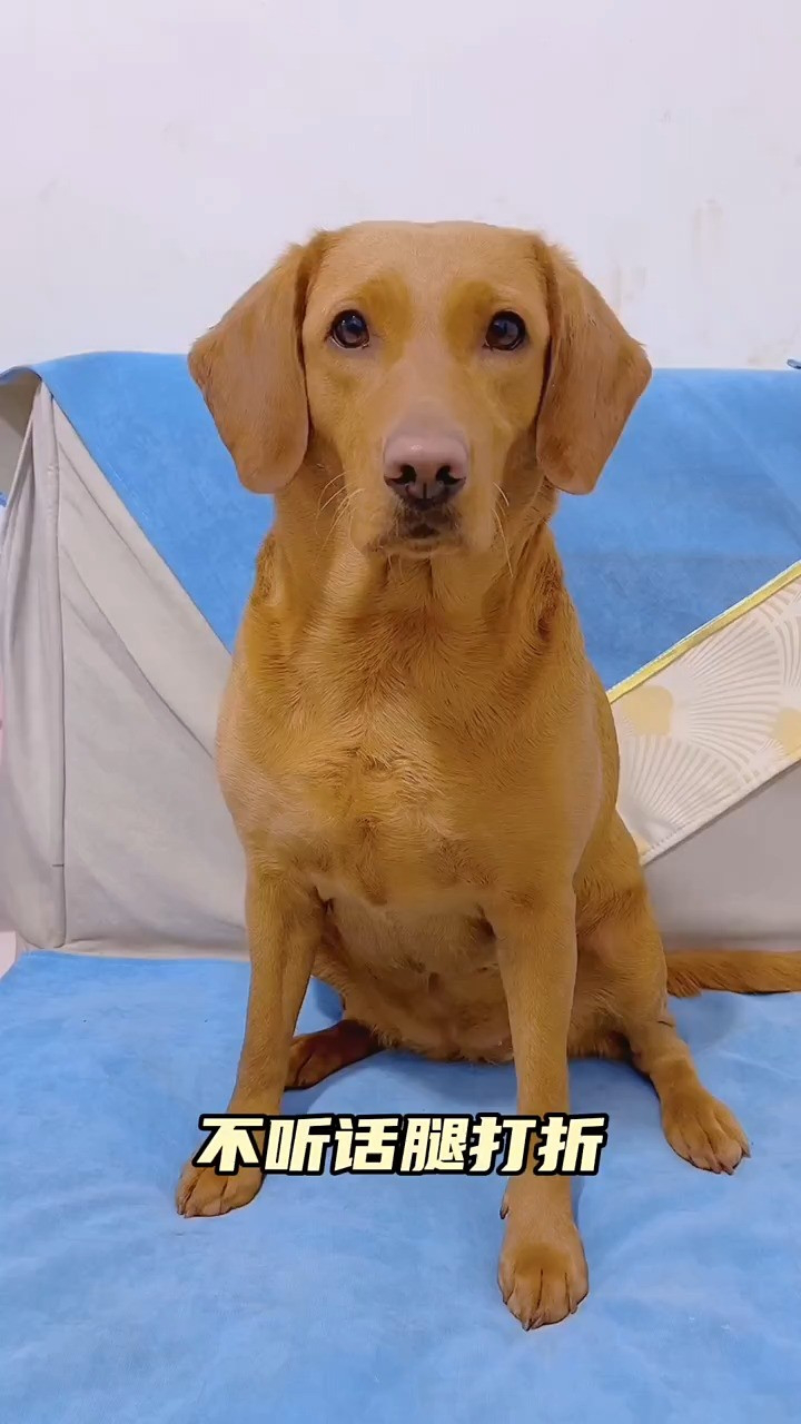 之前的不够完美,再来一次! #这狗成精了#萌宠 #萌宠成精了#戏精狗狗