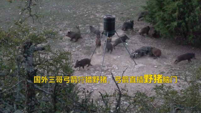 弓箭狩猎野猪,弓箭直穿脑壳,弓箭狩猎者