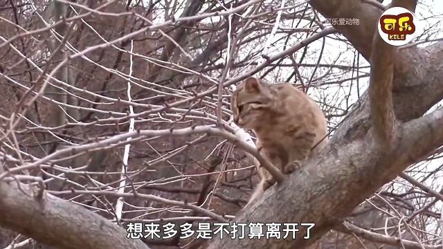 大叔捡来的小野猫,没想到越长越奇怪,结果竟是一只豹猫万物皆有灵性萌宠野生动物零距离人与动物