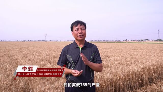 芒种麦上扬 颗粒要归仓宏瑞765丰收在望