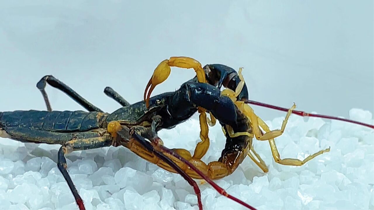 鞭蝎vs蝎子 鞭蝎和蝎子谁厉害?