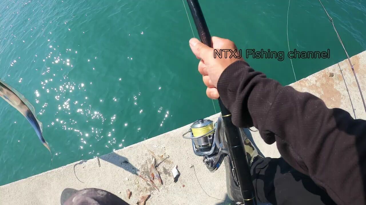 海钓,全是白带鱼,这是什么神仙钓点