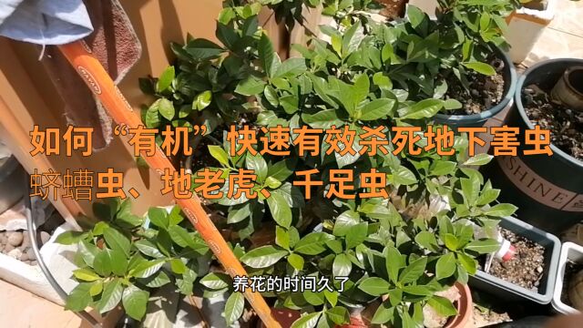 如何“有机”快速有效杀死地下害虫:蛴螬虫、地老虎、千足虫