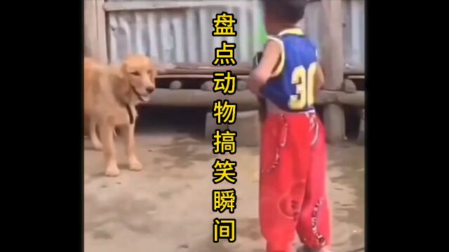 盘点动物搞笑瞬间