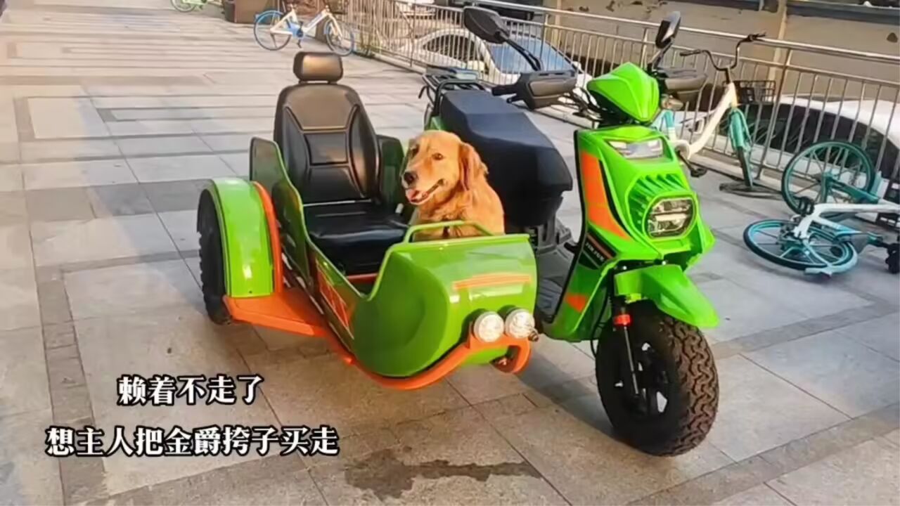 狗狗也喜欢坐金爵挎子侉子边三轮