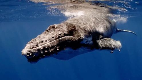 动物世界：海中巨兽，探索海洋深处不为人知的秘密  鲸鱼  动物世界  纪录片