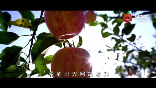 原创MV丨《阿克苏的红苹果》