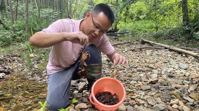 江西螃蟹大涨价,村民靠抓螃蟹卖,一天收入900元,真羡慕