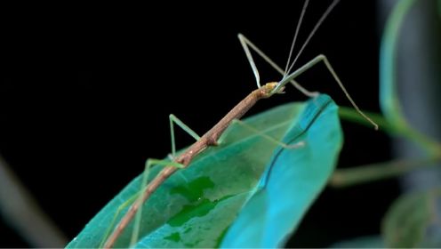 竹节虫：昆虫界的拟态大师