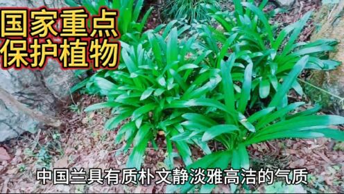湖南发现国家重点保护植物野兰花