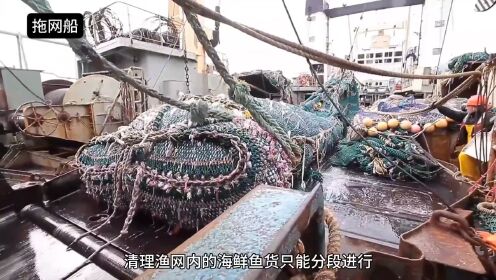 大型拖网渔船的捕捞量超乎你的想象,一拖网能收获上百吨的鳕鱼_高清1080P在线观看平台_腾讯视频